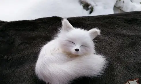 

mini 7x7cm white sleeping fox model polyethylene&furs fox handicraft decoration toy gift a2382