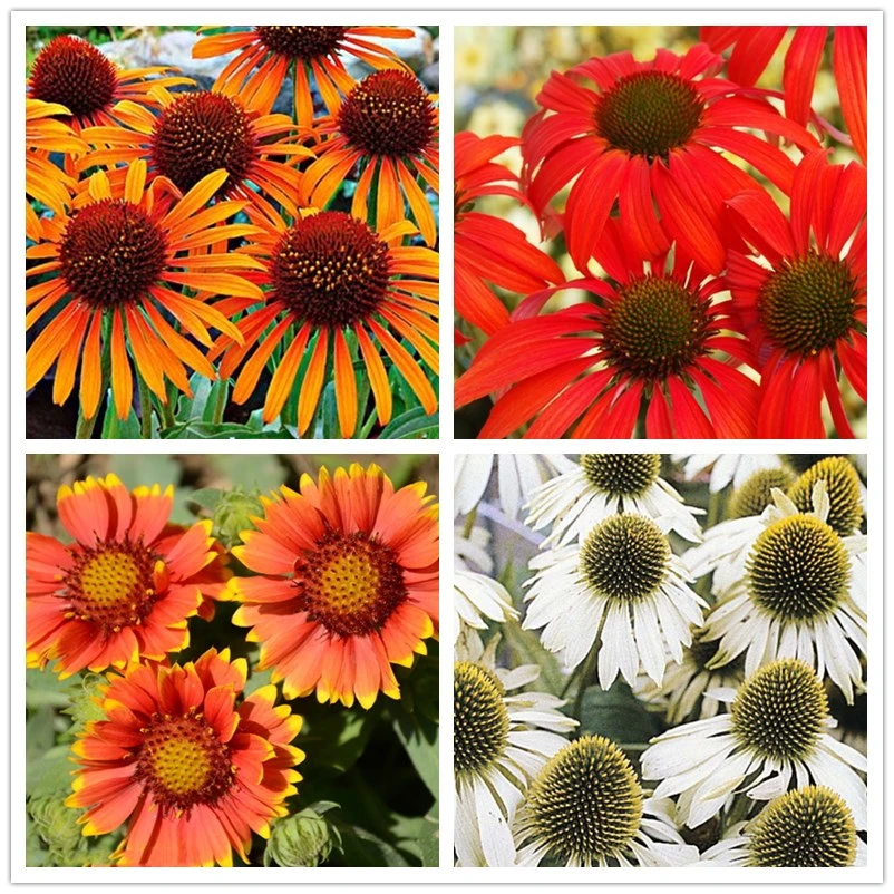 

ZLKING Hardy Perennial Echinacea 'Cheyenne Spirit Mixed' Coneflower , 100 Pcs Flowers Bonsai