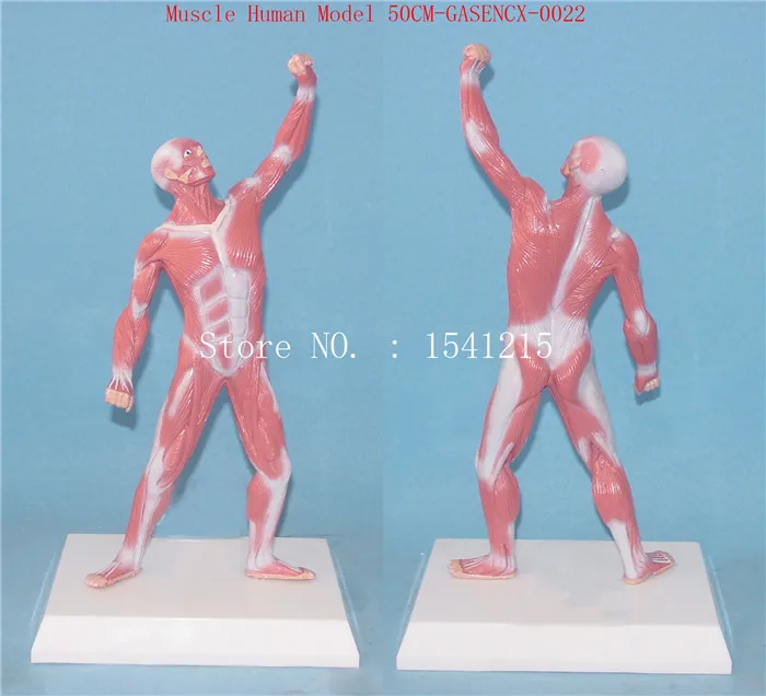 

Human anatomy torso model Teaching Medical Muscle Human Model 50CM-GASENCX-0022