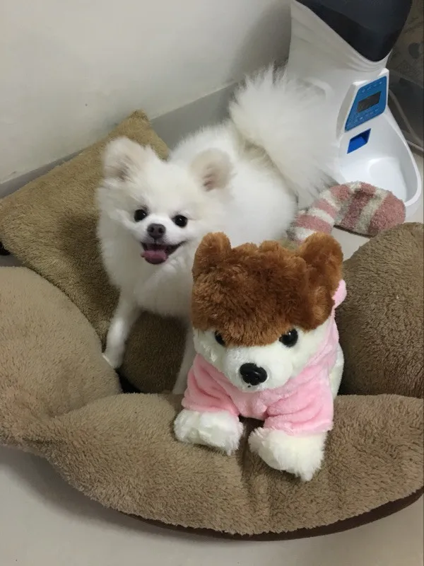 Cute Pomeranian Dog Plush Toys 4 sizes - Buyers Show 11