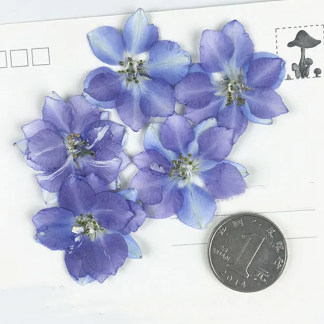 Larkspur белый/синий образец сушеные цветы пресс Живой Цветок DIY Ручная Цветочная