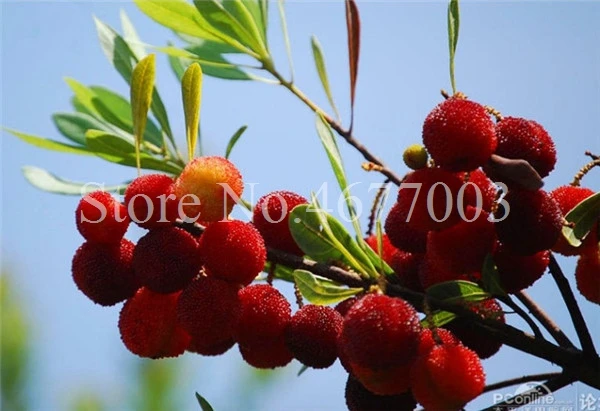 10 Pcs Rare Black Myrica Rubra Bonsai Red Bayberry Bonsai Perennial Arbutus Taste Sweet Fruit Tree Bonsai for Flower Pot Planter