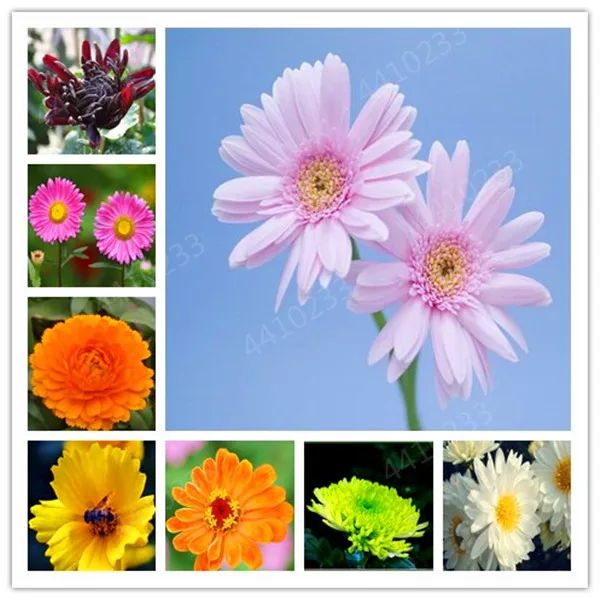 

New Arrival 100 Pcs Hybrids Gerbera Perennial Flower Bonsai Chrysanthemum Plants Easy Grow for Home Garden Decor Potted Planters