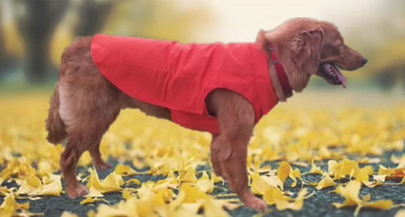 Winter dog jacket