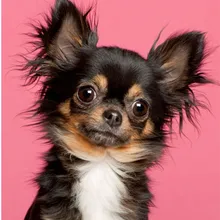 Черная собака Мандала пользовательские алмаз живопись полный квадратный/Круглый Мультфильм Единорог алмаз вышивка фото на заказ свечение Свадебные