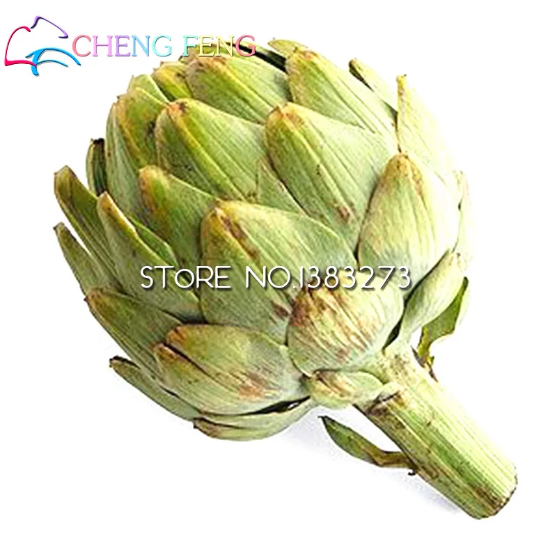 10Pcs Artichoke Seeds Best Seeds Online Free Shipping Worldwide