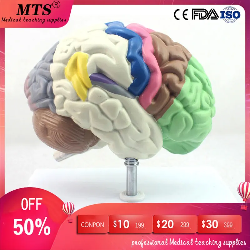 

Medical Human Anatomical Brain Model Partition Brain Chamber Hemisphere Telencephalon Model for medical teaching