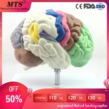 Medical Human Anatomical Brain Model Partition Brain Chamber Hemisphere Telencephalon Model for medical teaching 12414 cmam brain16 neuron model anatomical model