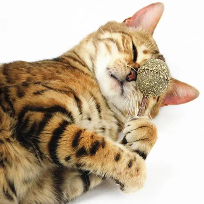 Забавный Кот Жевательная палочка Catnip круглый леденец котенок для чистки зубов домашних животных игровые игрушки для кошек