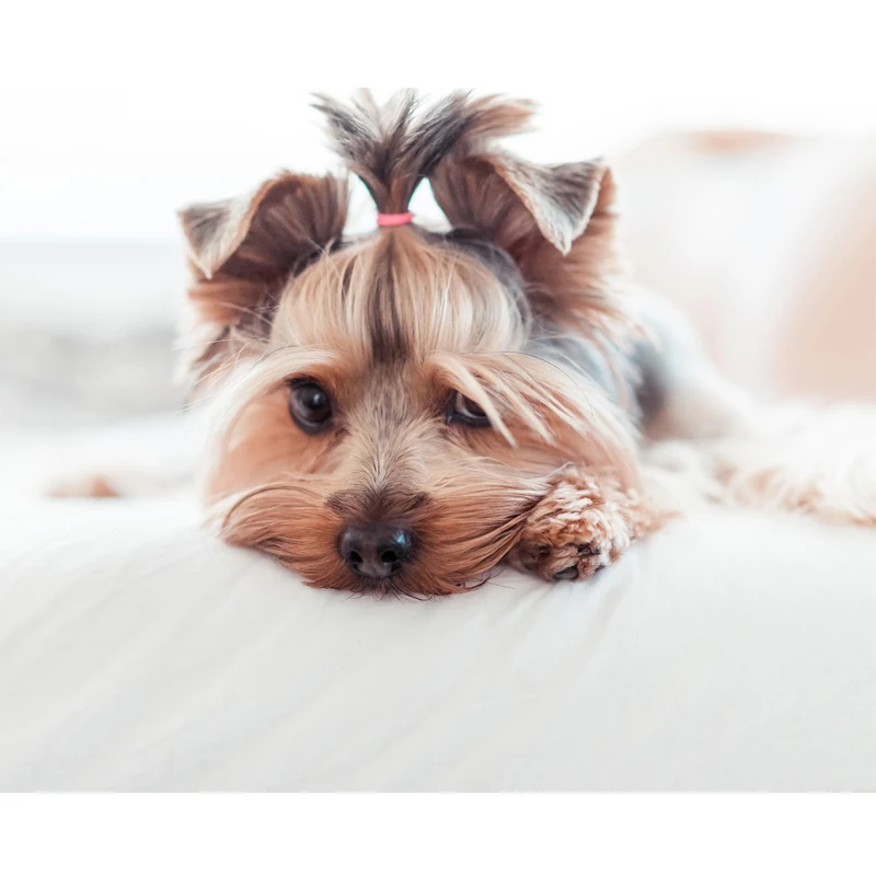 

5D Diy Diamond Painting Cross Stitch Teddy full square Diamond Embroidery mosaic,puzzles New year gift Y0730