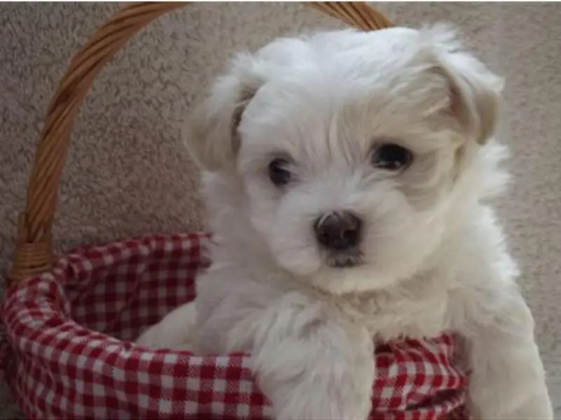 HTB1R2HNX_jxK1Rjy0Fnq6yBaFXav