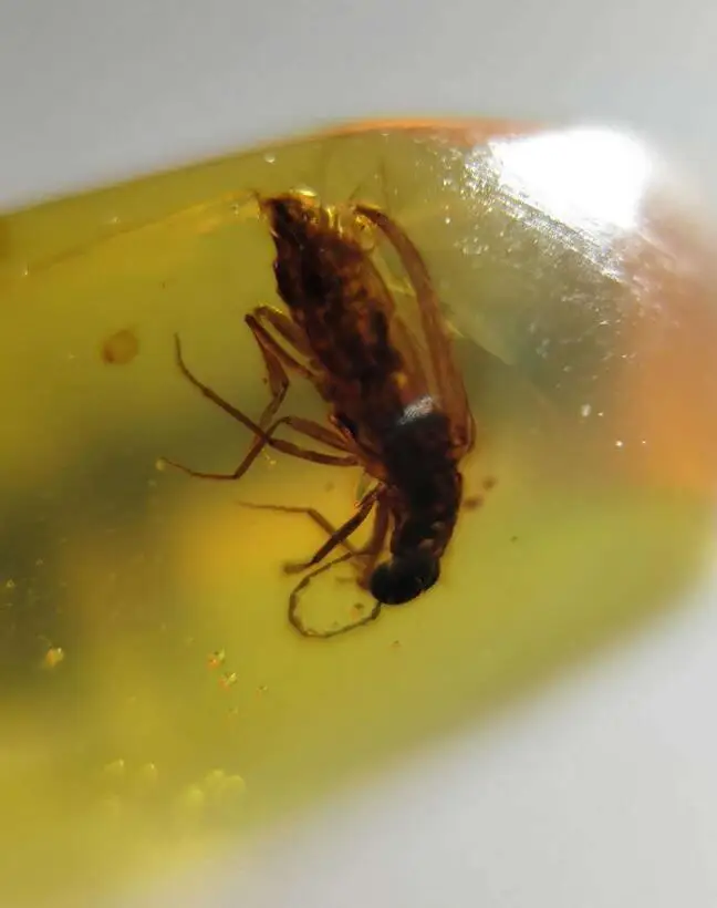 

Cretaceous Galerucella grisescens burmite Myanmar Amber insect 100 million years lynx stone for mens womens jewelry accessory