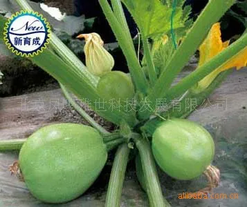 

Ock organic vegetable bonsai squash bonsais 5Pcs