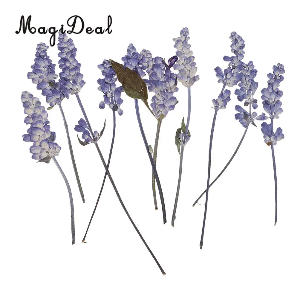Pack 20 Pressed Sage Flower Babysbreath Dried Flowers for Art Craft Scrapbooking Epoxy Resin Jewelry Making DIY Materials