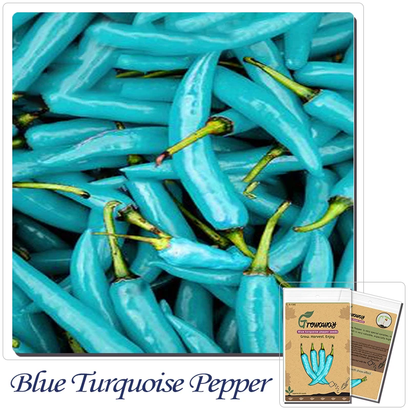 Buy Vegetable Seeds 50 Pepper Seeds(Blue Turquoise