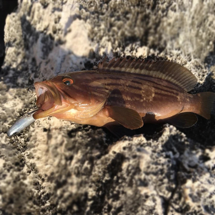 Goture 5 unidades de señuelo de Pesca japonesa Swimbait de Isca cebo Artificial, carpa plomo de Pesca plantilla pescado Pesca 13g /8,5 cm Goture 5 unidades de señuelo de Pesca japonesa Swimbait de Isca cebo Artificial, carpa plomo de Pesca plantilla pescado Pesca 13g /8,5 cm