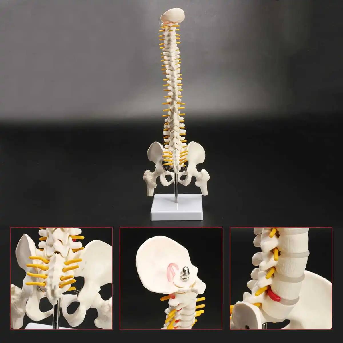 

45CM Human Spine with Pelvic Model Human Anatomical Anatomy Spine Medical Model spinal column model+Stand Fexible