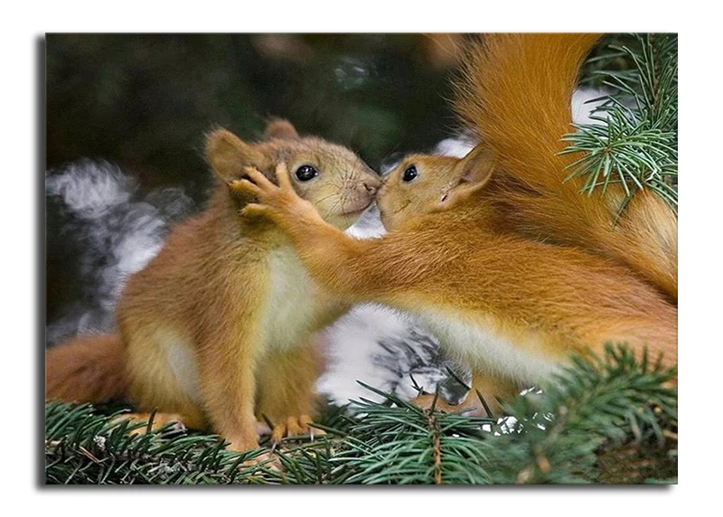 5d Diy round drill diamond painting cross stitch mosaics Full 100% cover embroidery Squirrel diamond embroidery