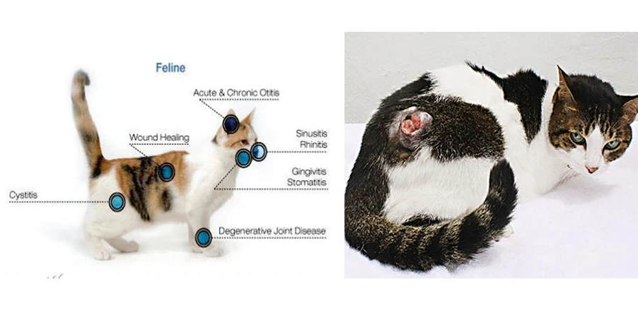 

808nm Cold laser therapy for feline/dog/horse pain gone safety machine CE approved