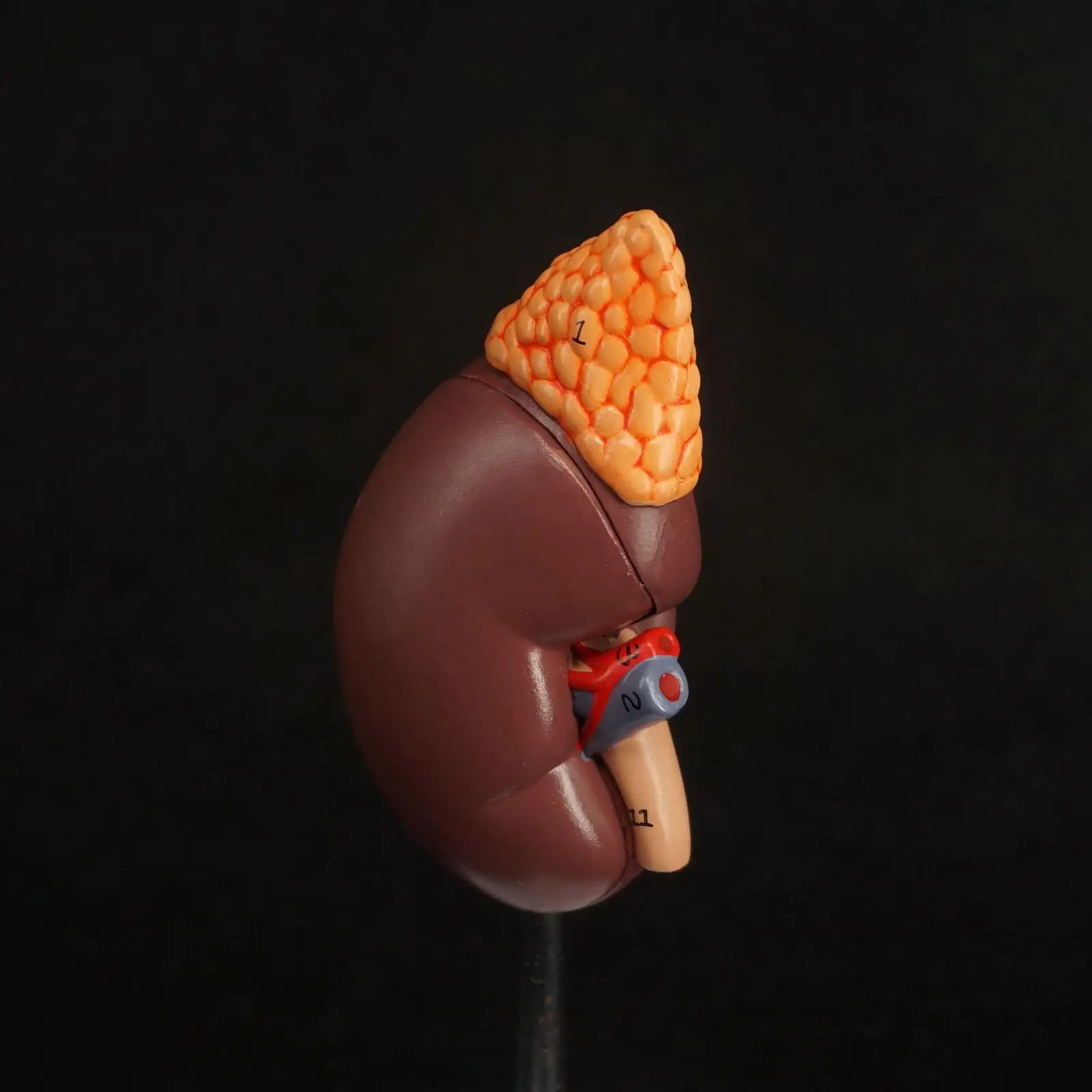 PVC Human Kidney with Adrenal Gland Anatomical Medical Model Urology Anatomy Natural Life Size