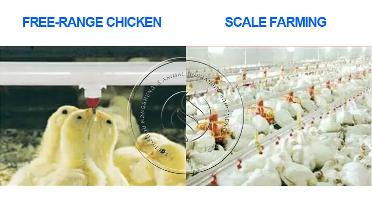 chicken-nipple-waterer (8)