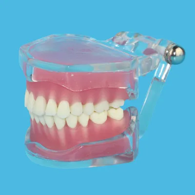 

Adult dental model Transparent Detachable Oral teaching free shipping