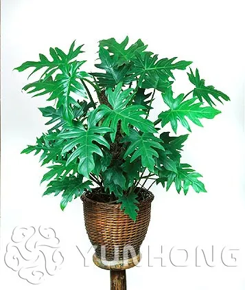 100% Genuine Rare 100pcs 10kinds mix Philodendron Bonsai, vine leaf, indoor plants Anti Radiation Absorb dust tree Bonsai
