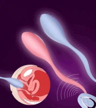 sex toys for women wireless Remote control Vibrator eggs vaginal Kegel exercise usb charge Female Masturbation G Spot vibrador