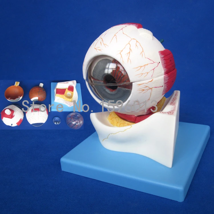 Structure of the eyeball enlarged model , Eyeball structure model ,Anatomical Eye Model