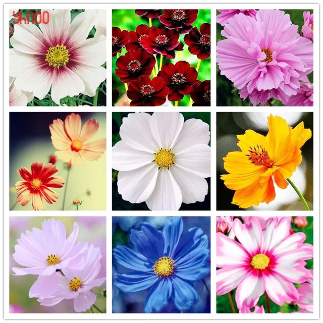 Cosmos Seeds, 100pcs/pack