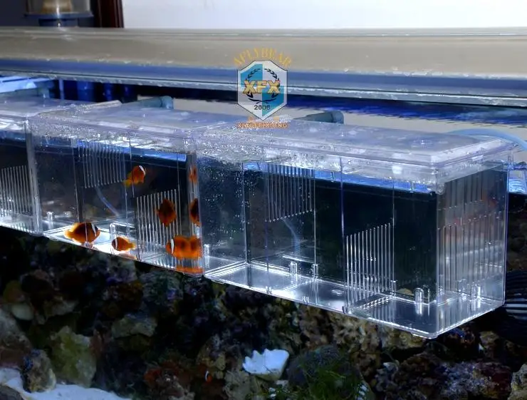To keep shipping FREE and livestock prices Low. We ship out orders on Wednesday of every week to arrival on Thursday. We only use FedEx Overnight Priority as a method for shipping on LiveStock Packages. Care and Packaging: Our primary concern is the health and safety of your fish.