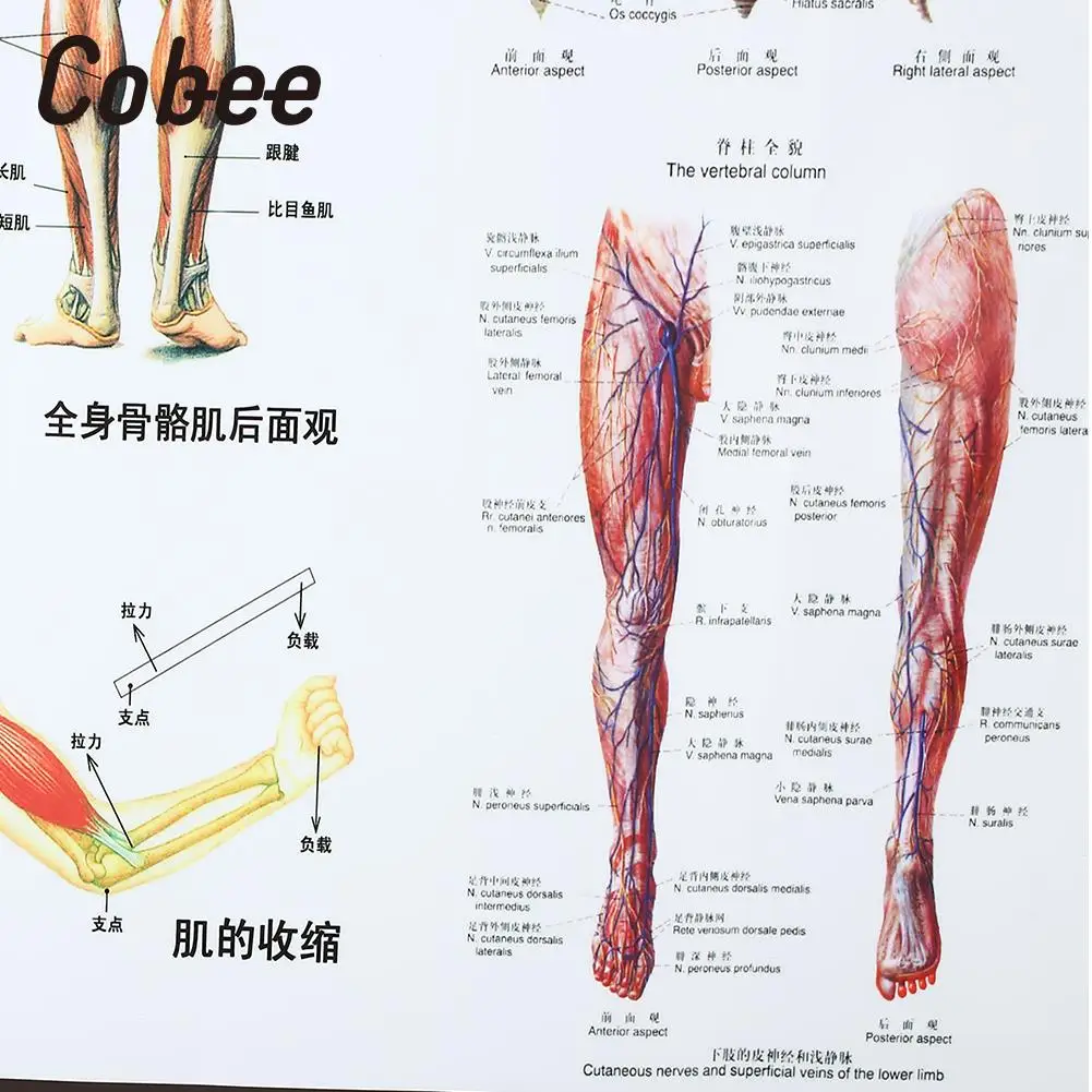 Анатомия мышцы плакат 60x80cm Мышечная система диаграмма больничные мышцы плакаты с системой