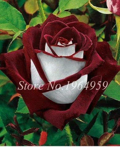 100pcs/lot  multi Colors Beautiful Rose Flower Bonsai Plant for Home garden Courtyard  Roses Bonzais Plants