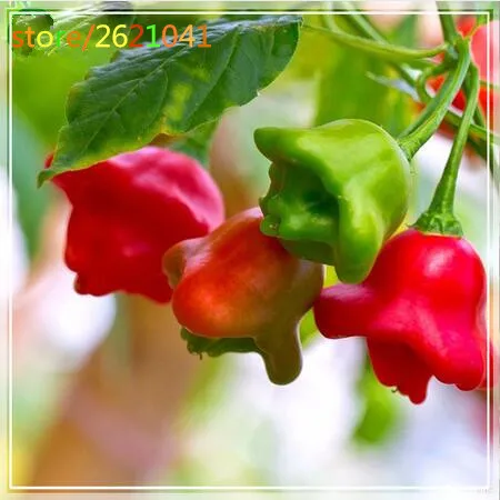 

HOT Pepper garden plant Vegetable Easy To Grow 100 particles / bag