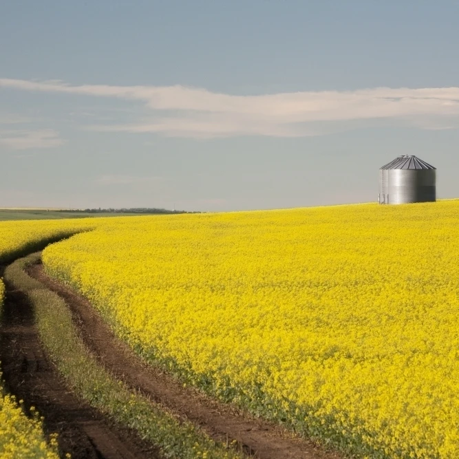 Flowering Canola With Grain Bins In The Background And Tractor Tracks In The Field; Alberta  Canada Print (19 x 12)