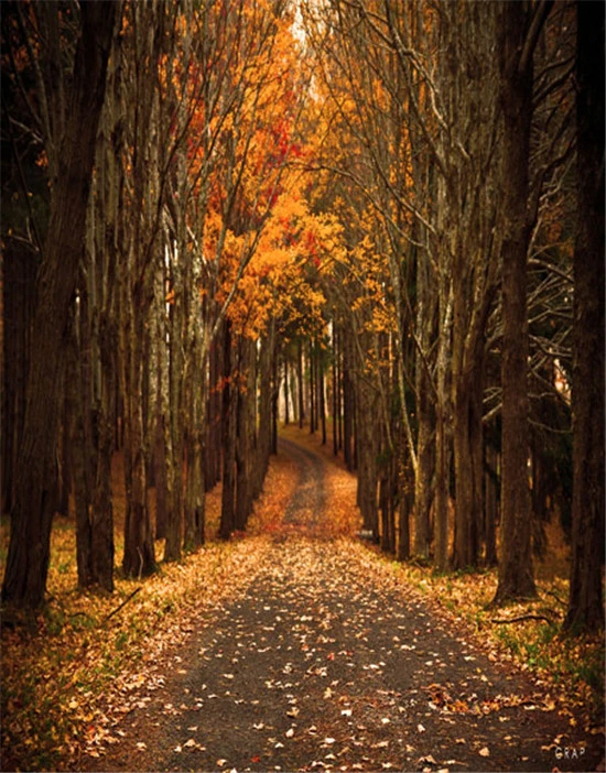 8x10ft Autumn Forest Road Photography Backdrop Photo Studio Props Scenery Background XCFU390