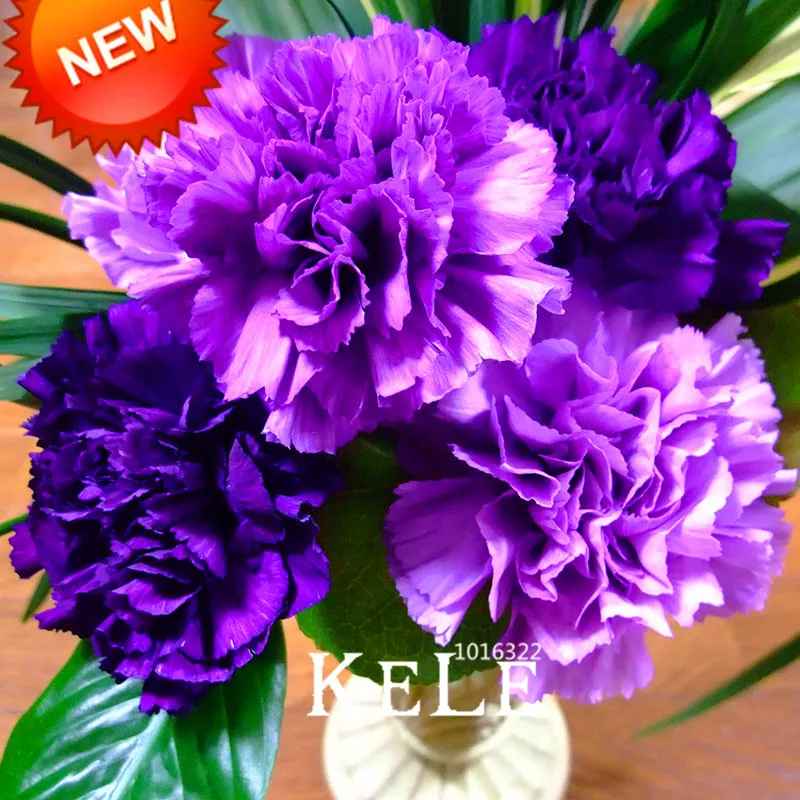 Sale!Rare Black Carnation Flower Plantas Dianthus Bonsai Flower Plants for home & garden 200 Pieces / lot,#NQP9TC