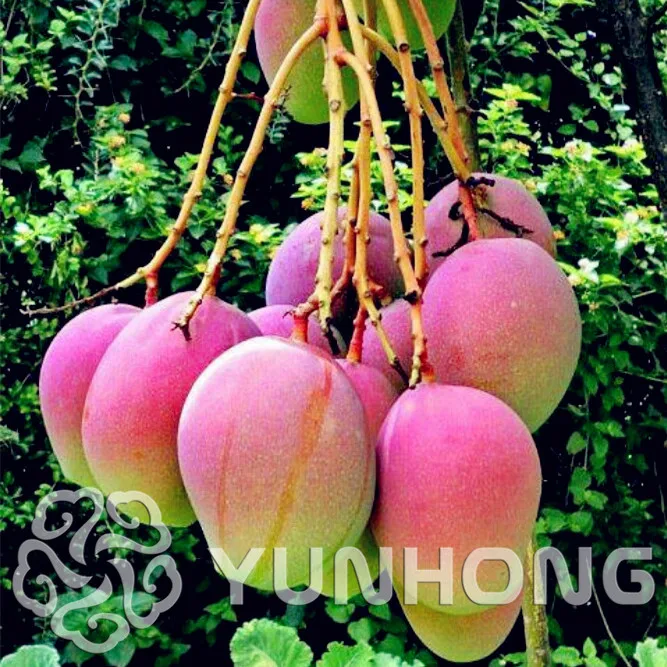 

2 pcs Mango Bonsai ,Mini Mango Tree ,bonsai tree Bonsai ,Organic fruits and vegetables Bonsai ,pot for home garden planting