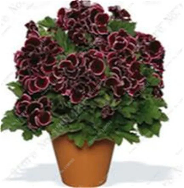 100 szt kolorowe Bonsai geranium kwiat rzadki variegated geranium Bonsai doniczkowa kryty pokoje Home Garden Flower dla roślin Bonsai tanie i dobre opinie Bardzo proste Wykluczone Upiększających Mini średni duży mały Jesień Konserwy roślin Wieloletnich Virgo Courtyard 100 szt kolorowe Bonsai geranium kwiat rzadki variegated geranium Bonsai doniczkowa kryty pokoje Home Garden Flower dla roślin Bonsai tanie i dobre opinie Bardzo proste Wykluczone Upiększających Mini średni duży mały Jesień Konserwy roślin Wieloletnich Virgo Courtyard
