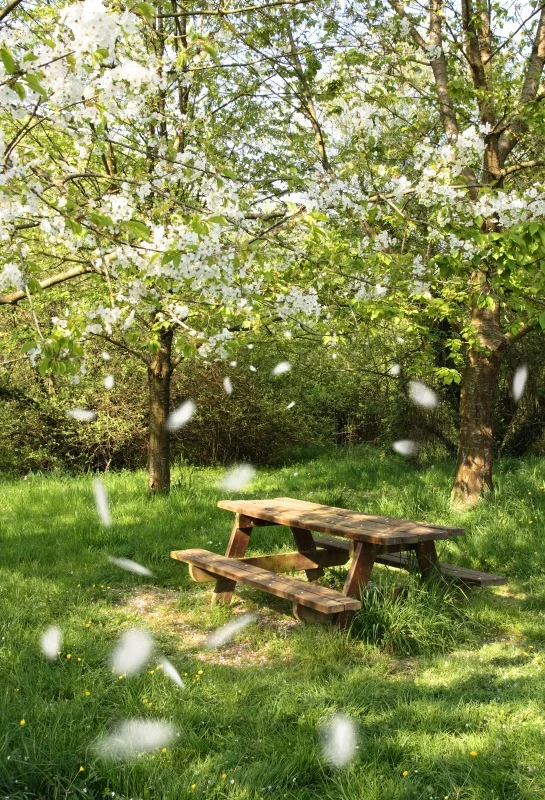 

Laeacco Park Spring Trees Flower Petal Bench Scenic Photography Backgrounds Customized Photographic Backdrops For Photo Studio