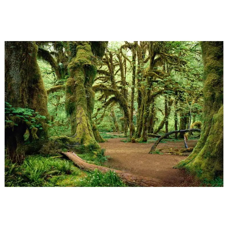 

Unframed Forests Modern Wall Art Home Decoration Printed Oil Painting Pictures 3D Big Size Canvas Prints For Living Room