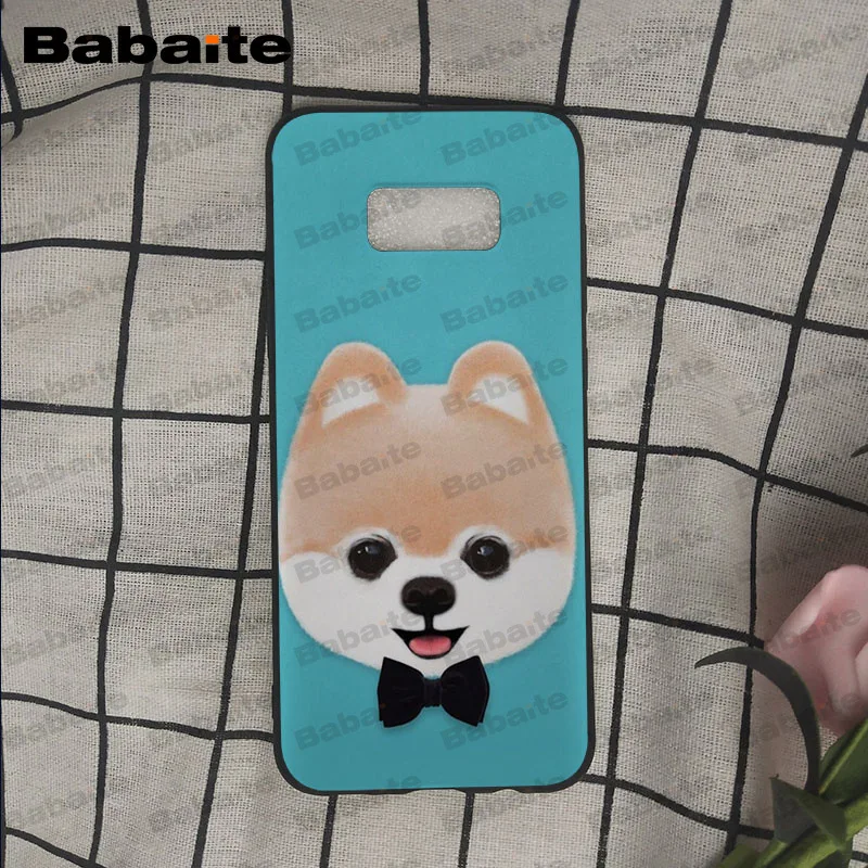 Pomeranian dogs puppy