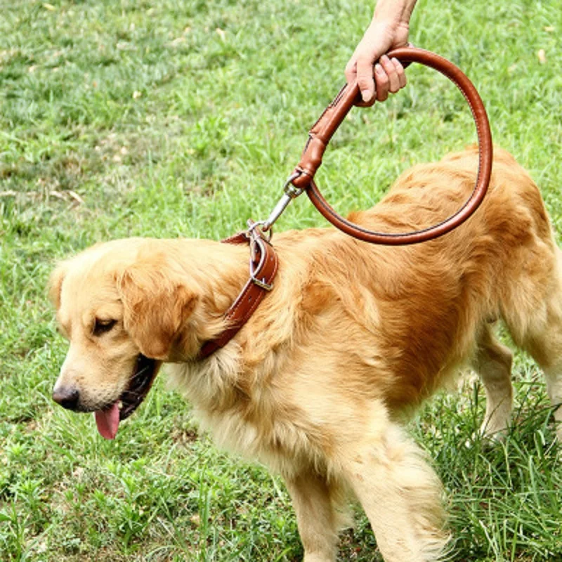 

Dog leash collar for medium large dog chain Jin Mao Satsu pet strong dog Two colors
