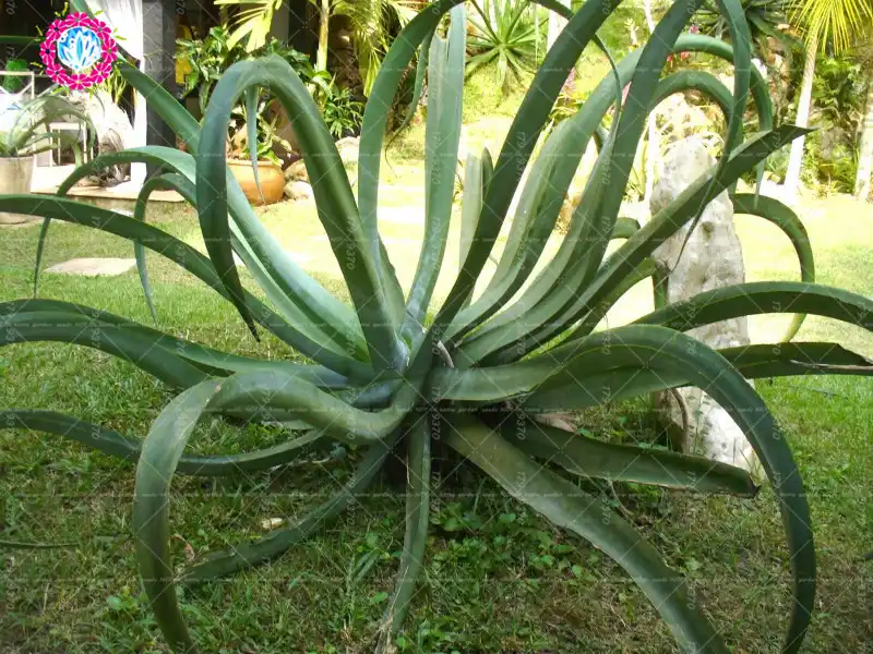 Detail Feedback Questions About 100pcs Bonsai Agave Flower Plants 100pcs Bonsai Agave Flower Plants Rare Gaint Succulent Perennial Evergreen Potted For Home Garden