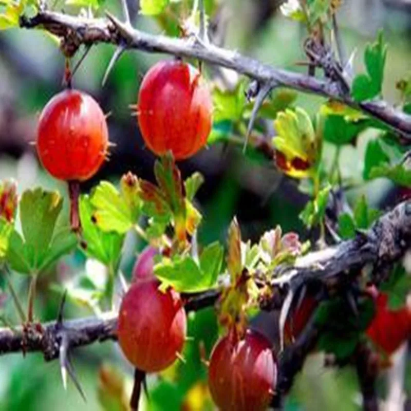 100-1000 г экстракт пигея Африкана 20:1, Fei zhou tun mu, Pygeum topengii, Prunus Africana экстракт против отеков