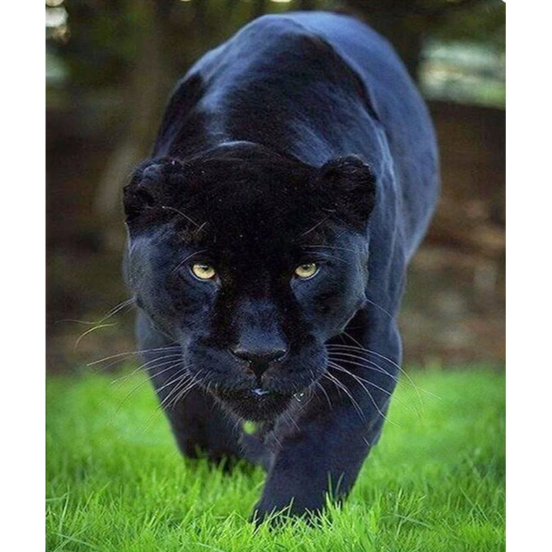 

Diamond Embroidery Sale Panther Ferocious 5D Diamond Painting Animals Pictures Of Rhinestones Sale Paintings By Number