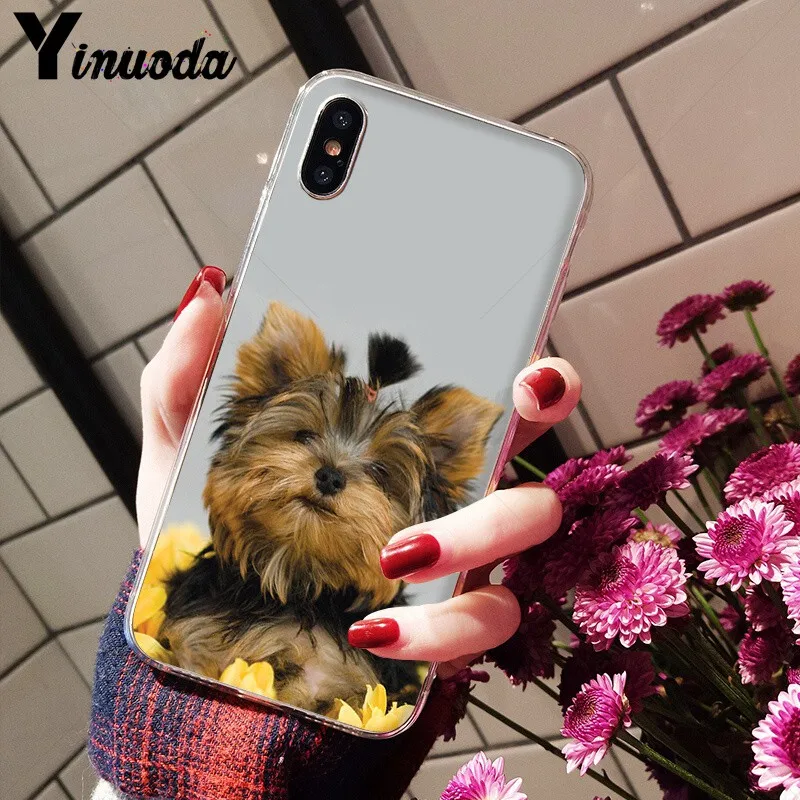 Yorkshire terrier dog