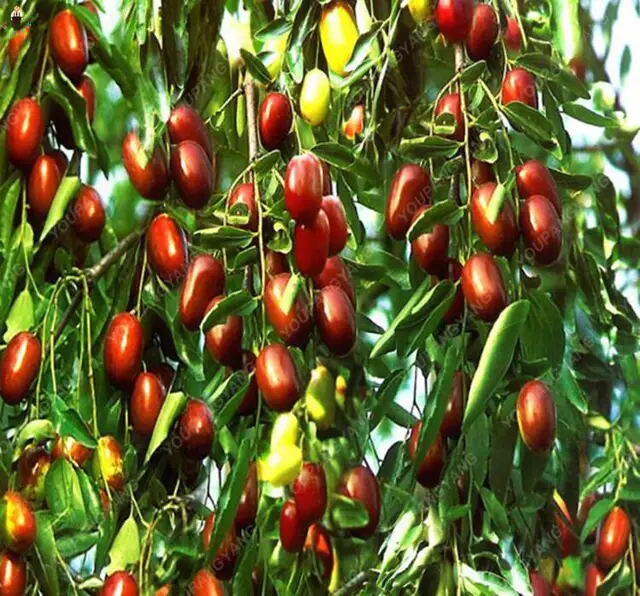 20Pcs Giant Jujube plant Sweet Fruit tree plants Rare Exotic Bonsai