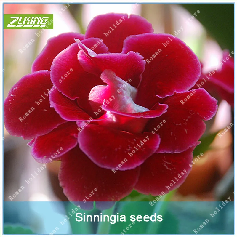 

ZLKING 100 pcs Rare Colorful Gloxinia Flower Natural Fragrant Decoration Fast Growing Exotic Flowering Plants Bonsai Stand