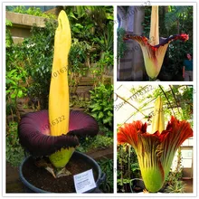 50 шт. труп цветок, титан arum также известный как "Труп цветок" или "труп завод" самый большой цветок